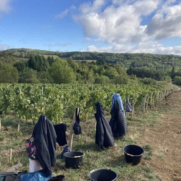 Domaine Dandelion - Morgane Seuillot & Christian Knott