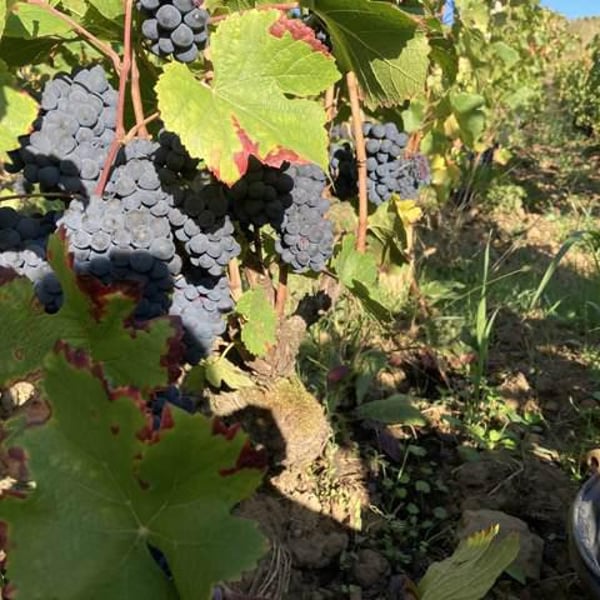 Domaine Dandelion - Morgane Seuillot & Christian Knott