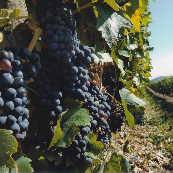 Domaine de Blacher - Myriam Oddon