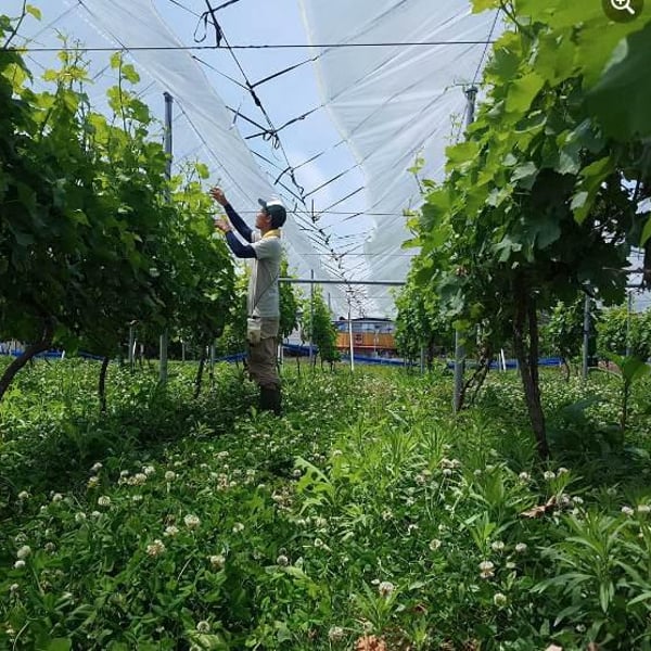 Hitomi Winery - Naoki Yamada