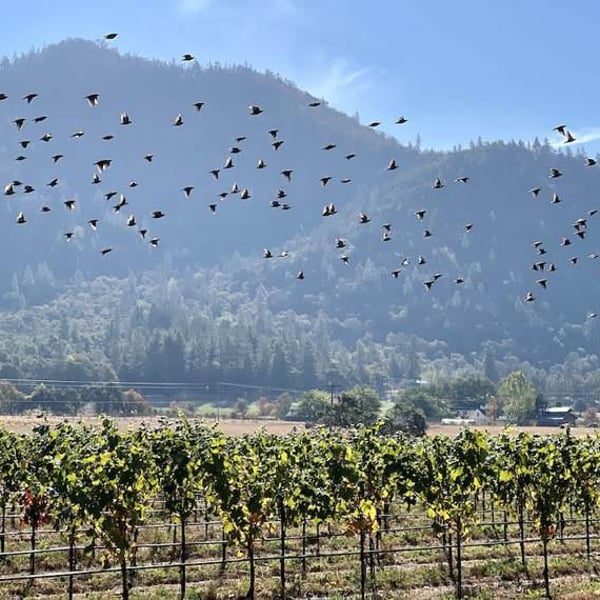 Troon Vineyard - Nate Wall