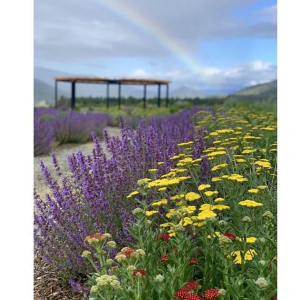 Troon Vineyard - Nate Wall