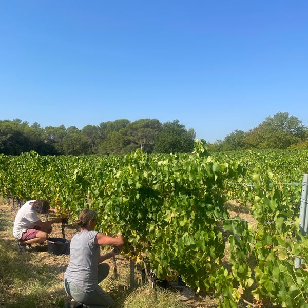 Domaine du Clos D’Alari - Nathalie Vancoillie-Vautrin