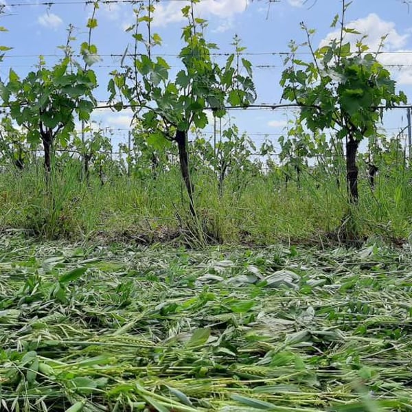 Podere Erica - Neal & Jan Dempsey, Marco Giordano, Pierpaolo Chelo