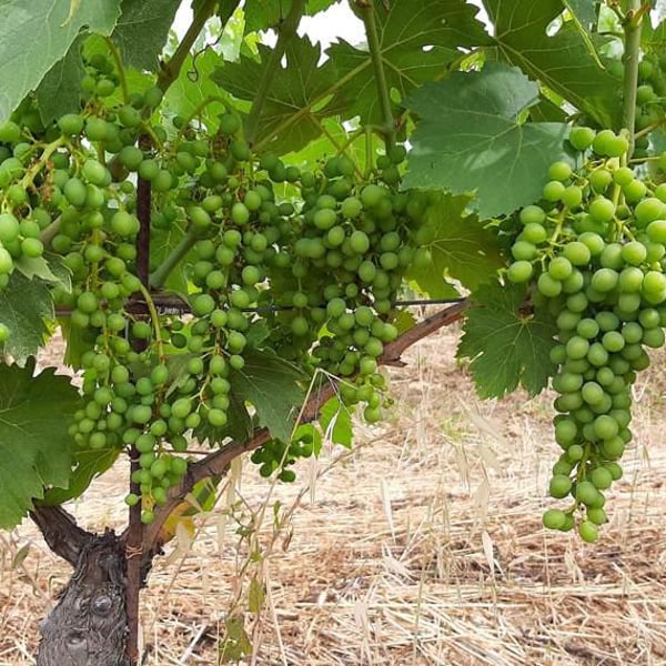 Podere Erica - Neal & Jan Dempsey, Marco Giordano, Pierpaolo Chelo