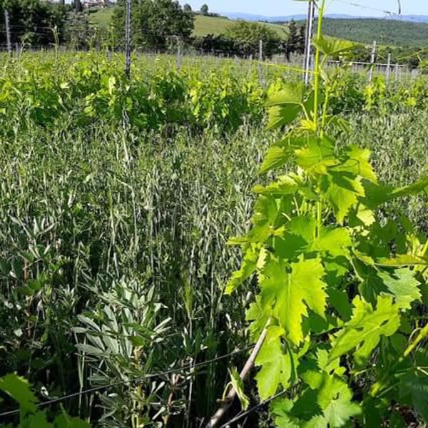 Podere Erica - Neal & Jan Dempsey, Marco Giordano, Pierpaolo Chelo