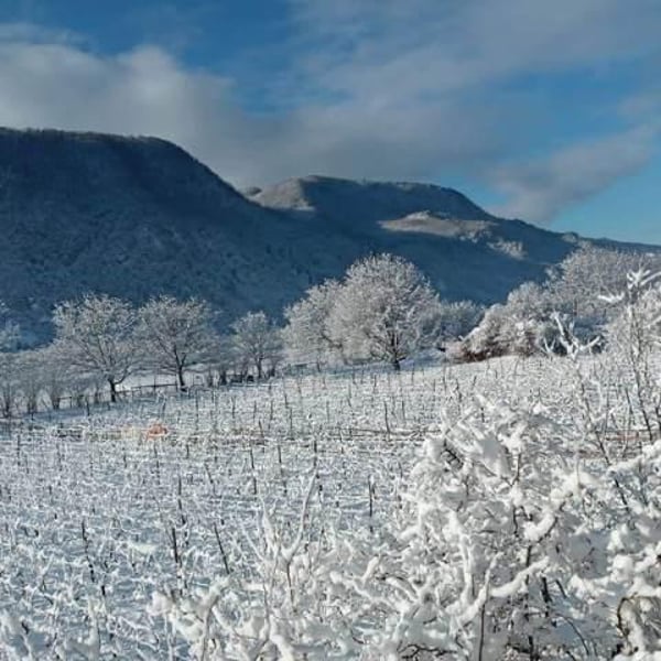 Kereselidze Wine Cellar - Nestan Dvali & Apollon Kereselidze