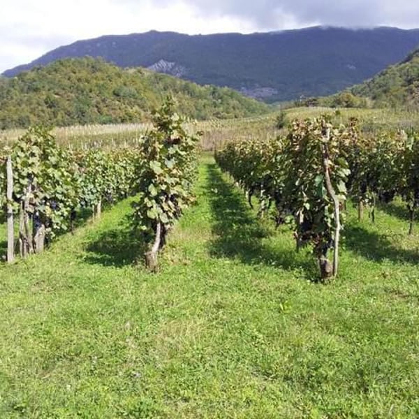 Kereselidze Wine Cellar - Nestan Dvali & Apollon Kereselidze