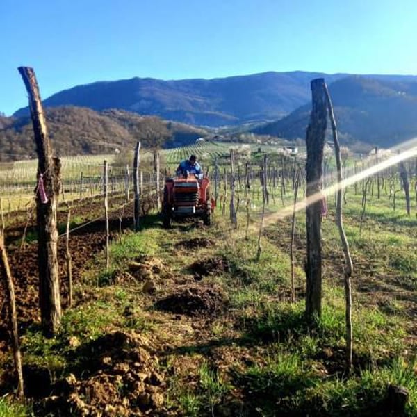 Kereselidze Wine Cellar - Nestan Dvali & Apollon Kereselidze