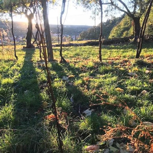 Antica Valpolicella - Niccolò Dama