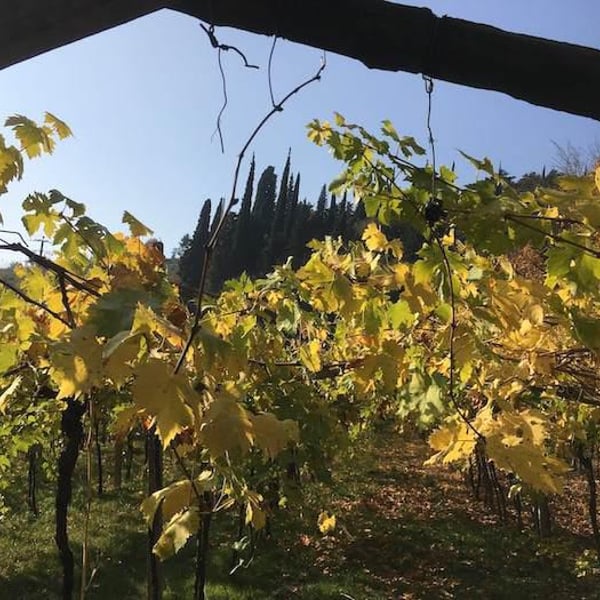 Antica Valpolicella - Niccolò Dama