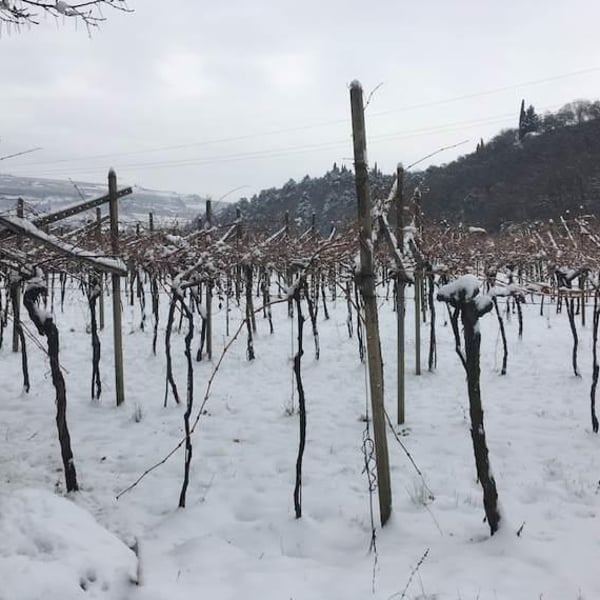 Antica Valpolicella - Niccolò Dama