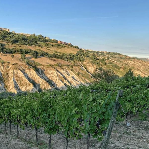 Cantina Indigeno (TEMPORARILY CLOSED) - Alfredo Giugno, Loreto Lamolinara, Nicola Reginaldi
