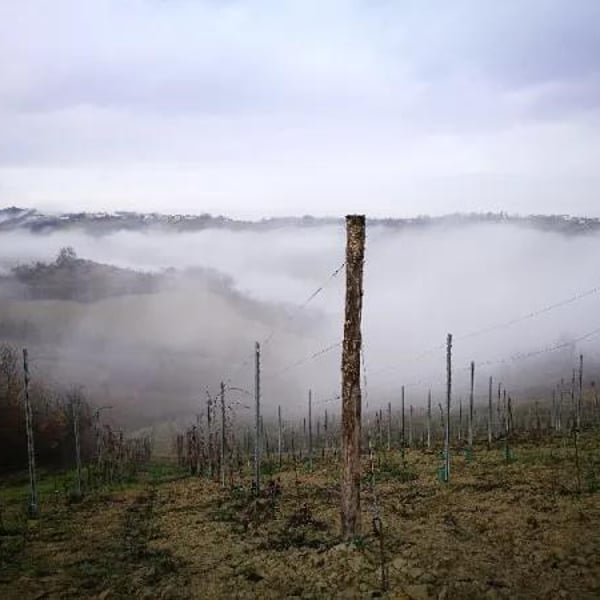 Cantina Visconti - Nicola Visconti & Valentina Fontanive