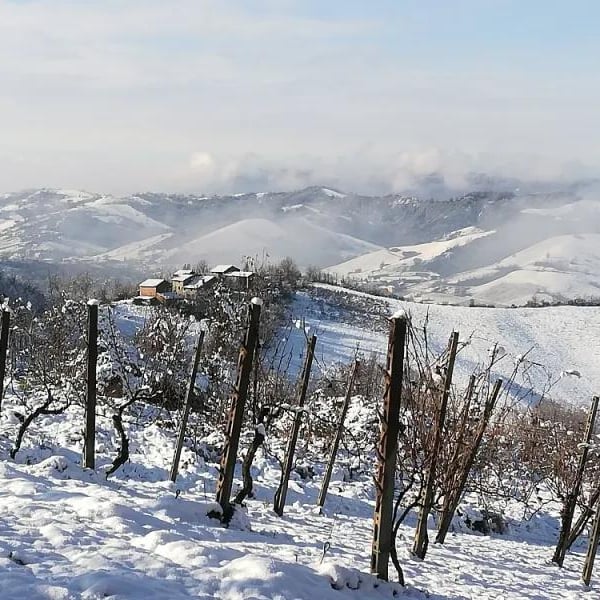 Cantina Visconti - Nicola Visconti & Valentina Fontanive