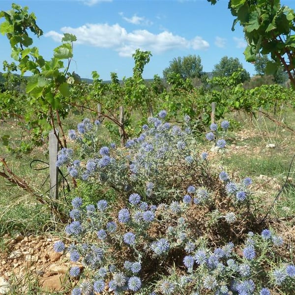 L'Homme à Tête De Vin - Nicolas Caillaux