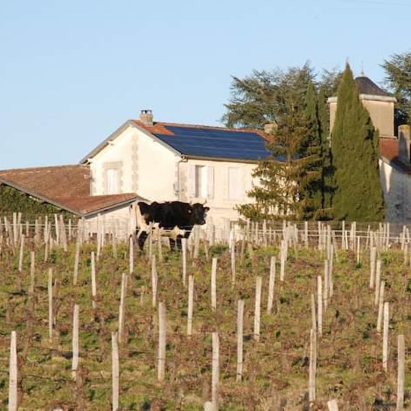 Vignobles Despagne-Rapin - Nicolas Despagne