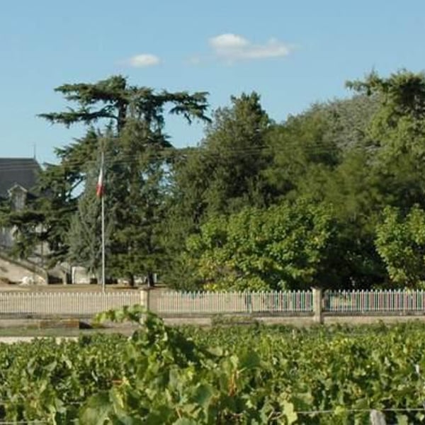 Vignobles Despagne-Rapin - Nicolas Despagne