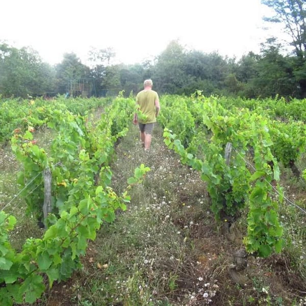 Nicolas Pavie