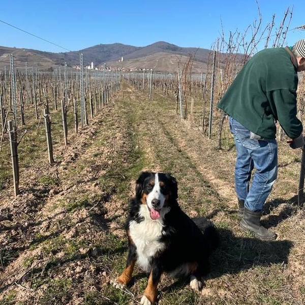Domaine Trawinski - Nicolas Trawinski