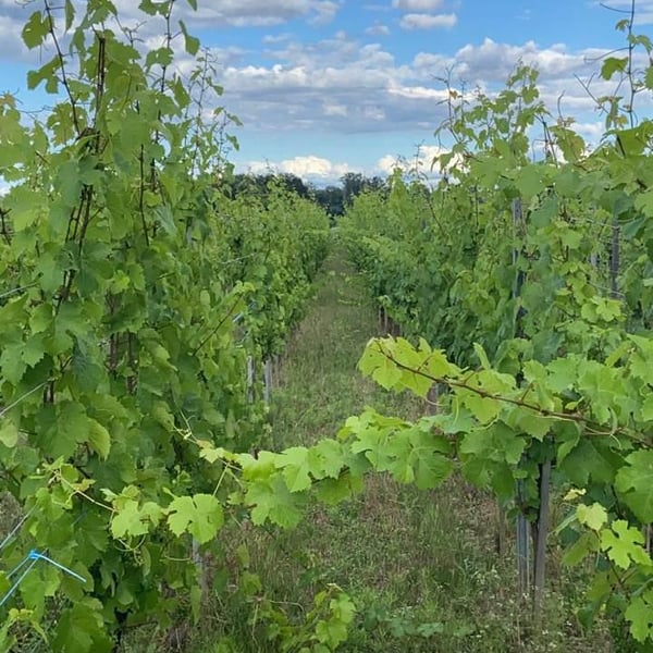 Domaine Trawinski - Nicolas Trawinski