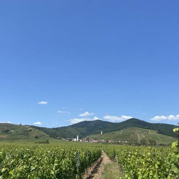 Domaine Trawinski - Nicolas Trawinski