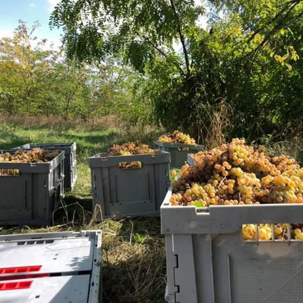 Antadze wines ანთაძეების მარანი - Nikoloz Antadze
