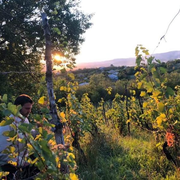 Antadze wines ანთაძეების მარანი - Nikoloz Antadze