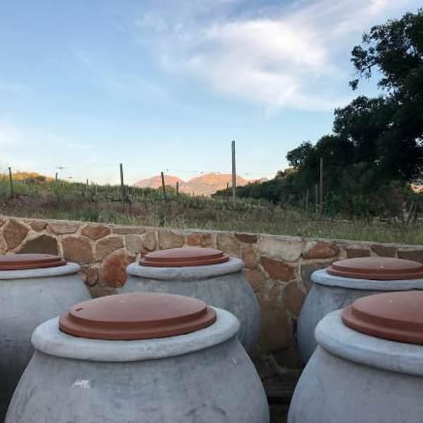Bichi Wines - Noel Tellez