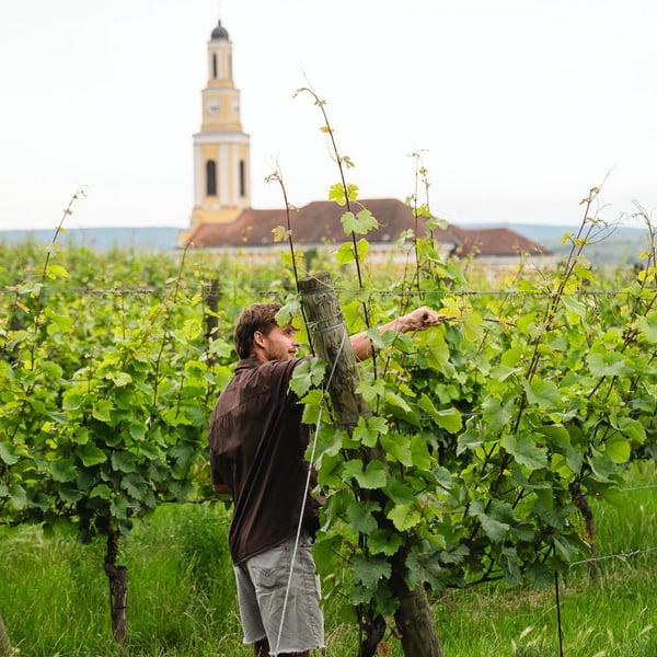 Weingut Rudolf Fidesser - Rudolf Fidesser