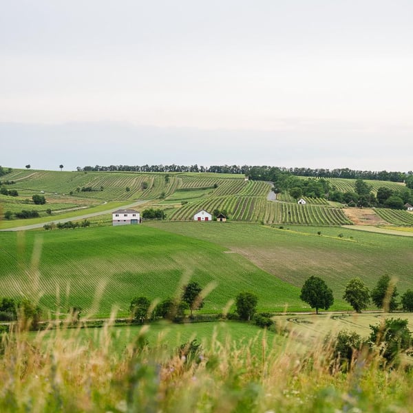 Weingut Rudolf Fidesser - Rudolf Fidesser