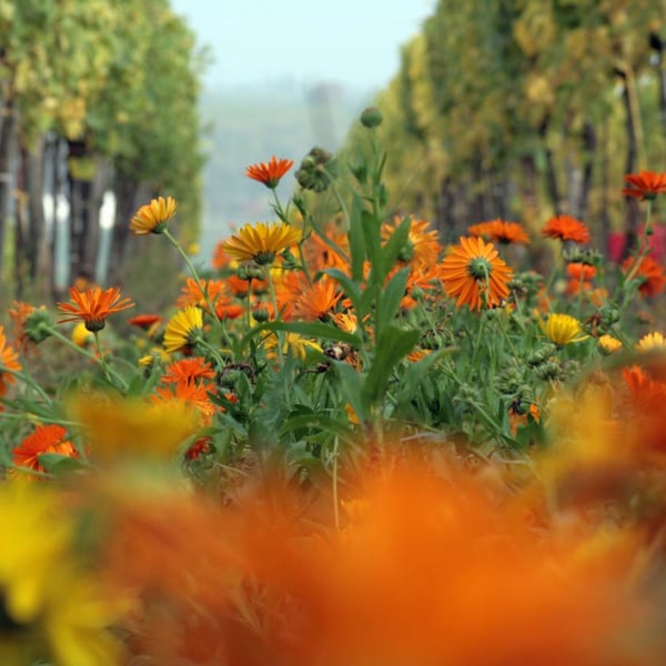 Weingut Rudolf Fidesser - Rudolf Fidesser