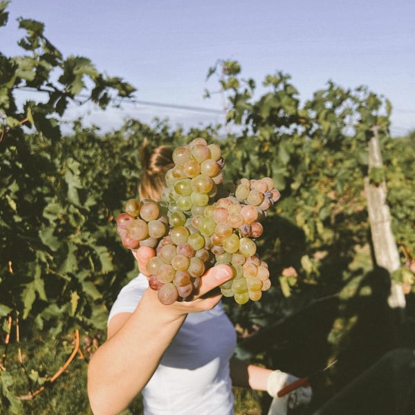 Weingut Rudolf Fidesser - Rudolf Fidesser
