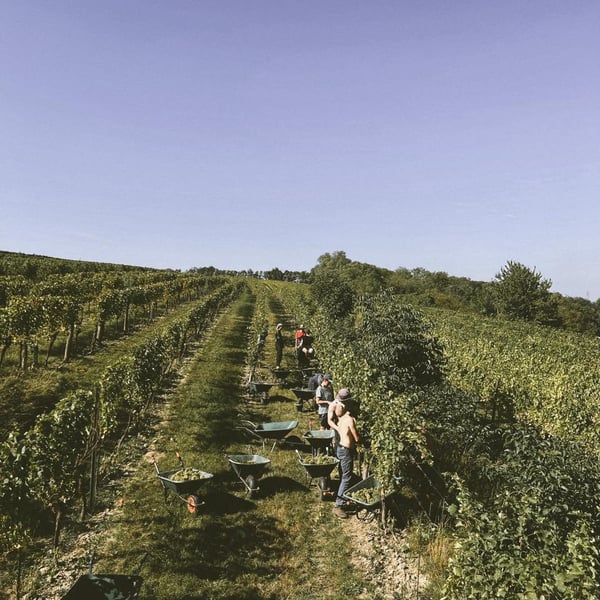 Weingut Rudolf Fidesser - Rudolf Fidesser