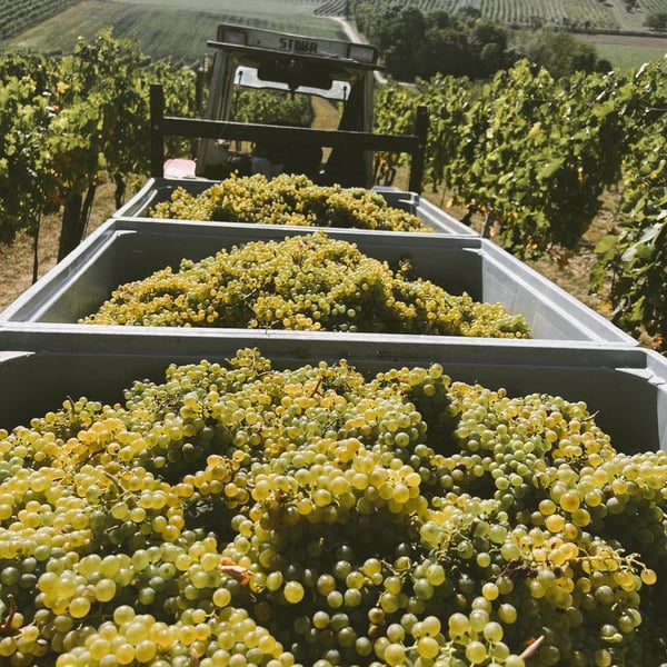 Weingut Rudolf Fidesser - Rudolf Fidesser
