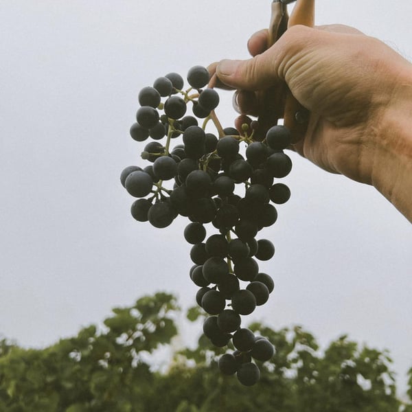 Weingut Rudolf Fidesser - Rudolf Fidesser
