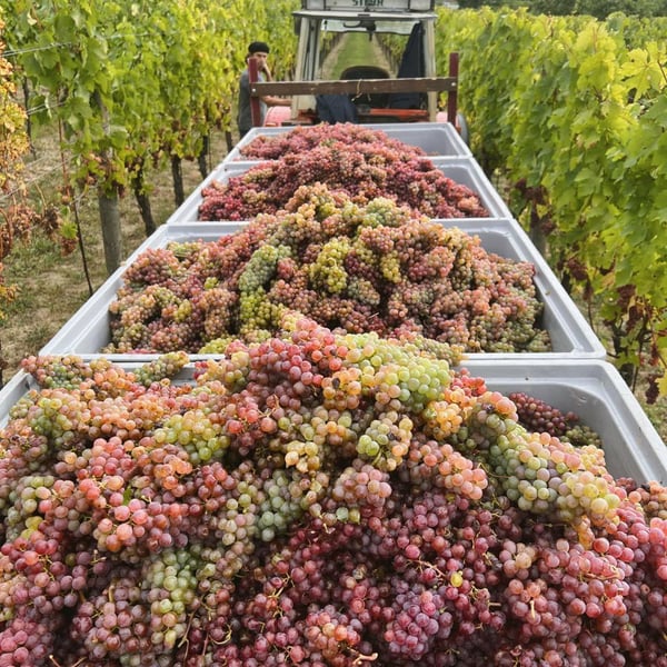 Weingut Rudolf Fidesser - Rudolf Fidesser
