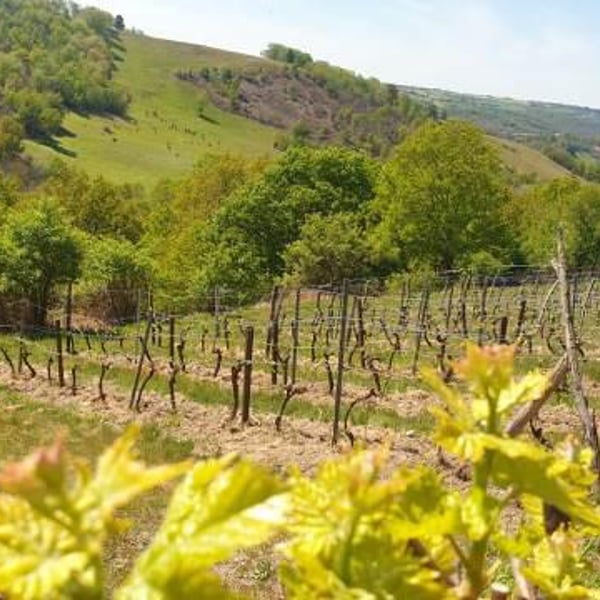 Mine de Vin - Olivier Basset