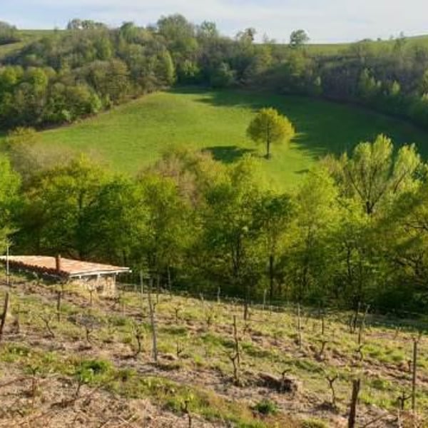 Mine de Vin - Olivier Basset