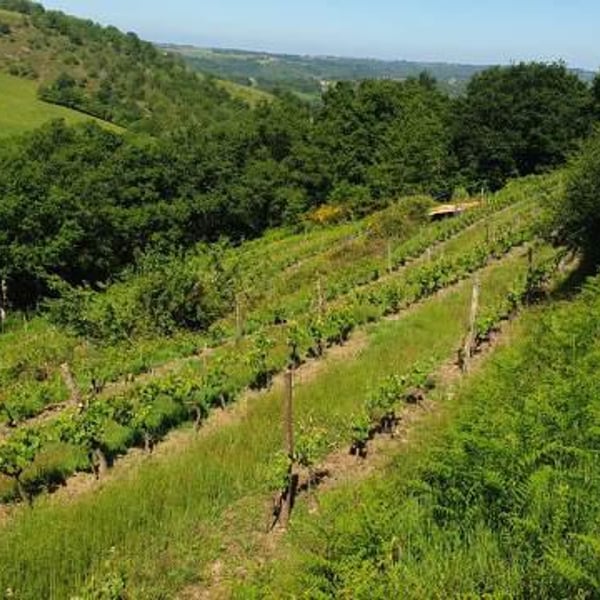 Mine de Vin - Olivier Basset