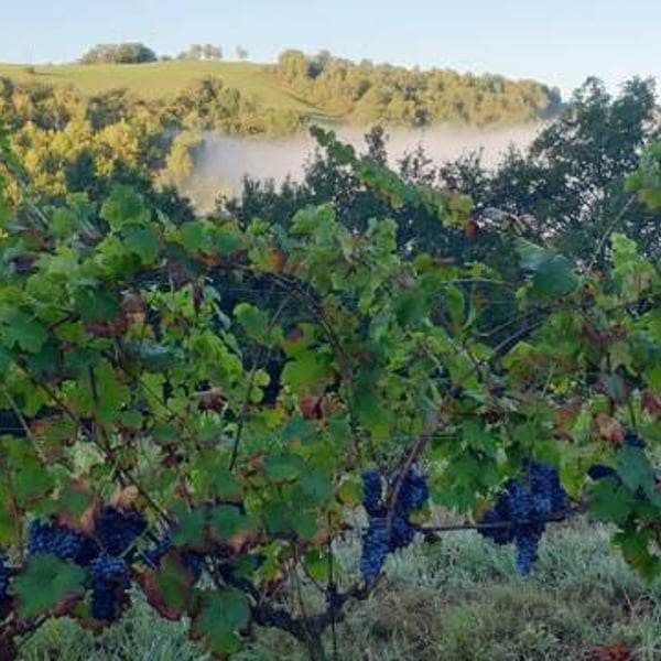Mine de Vin - Olivier Basset