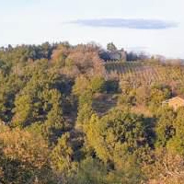 Mine de Vin - Olivier Basset