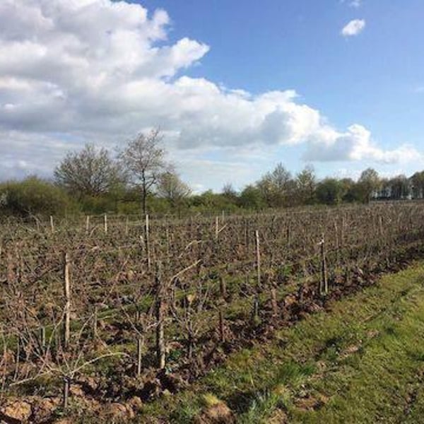 Clos des Plantes - Olivier Lejeune