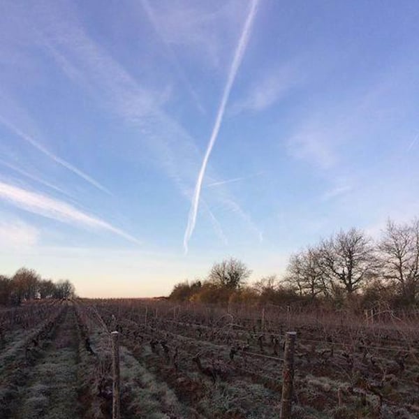 Clos des Plantes - Olivier Lejeune