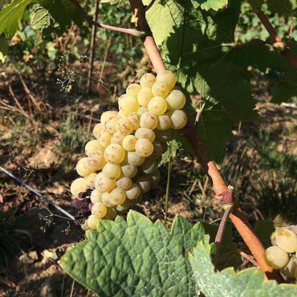 Clos des Plantes - Olivier Lejeune