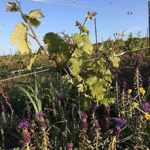 Clos des Plantes - Olivier Lejeune