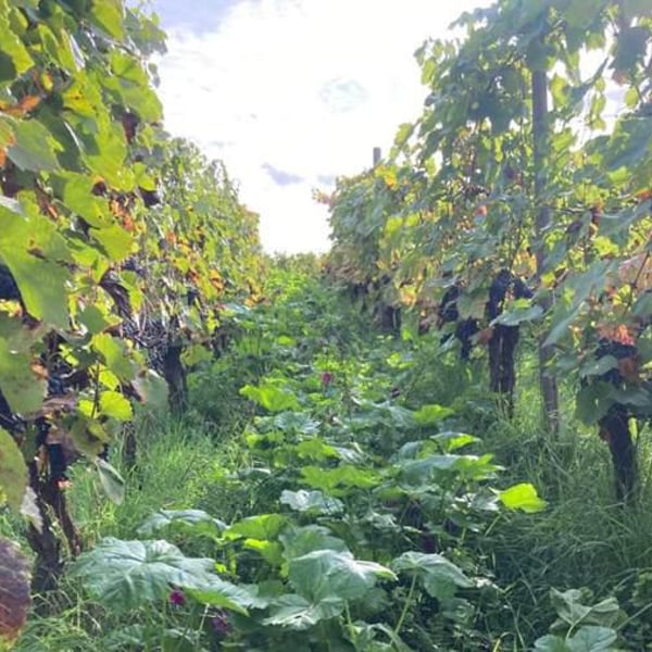 Weingut Roterfaden - Olympia Samara & Hannes Hofmann