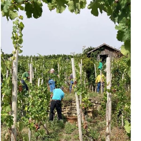 Weingut Roterfaden - Olympia Samara & Hannes Hofmann