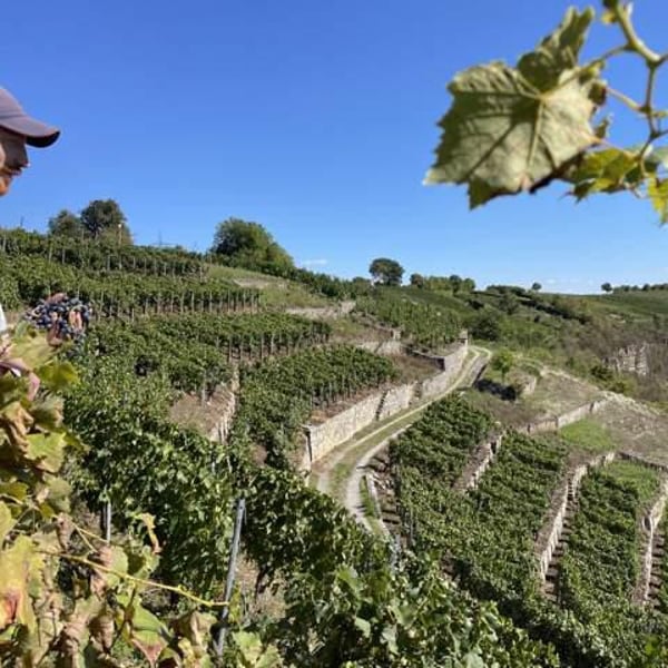 Weingut Roterfaden - Olympia Samara & Hannes Hofmann