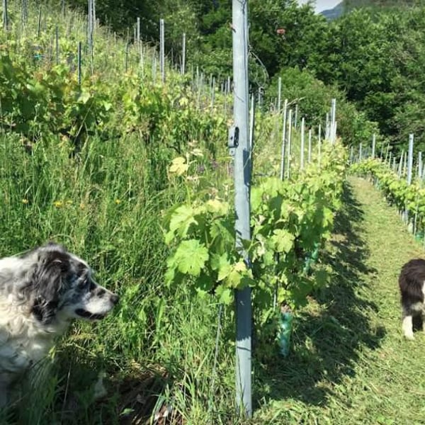 Domaine d'OR - Plaisir & Santé - Onorio & Ruth Petralia